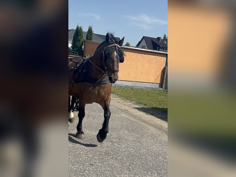 Polski koń szlachetny półkrwi Mix Klacz 6 lat 155 cm Gniada in Jarmen
