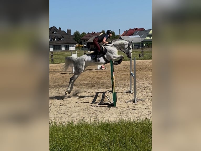 Polski koń szlachetny półkrwi Klacz 6 lat 168 cm Siwa in Por&#x105;bka