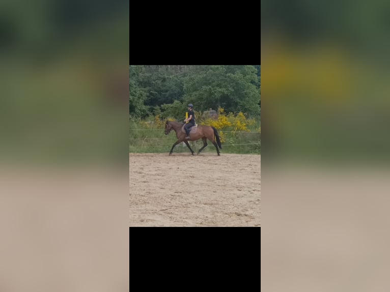 Polski koń szlachetny półkrwi Klacz 7 lat 152 cm Gniada in Zbychowo