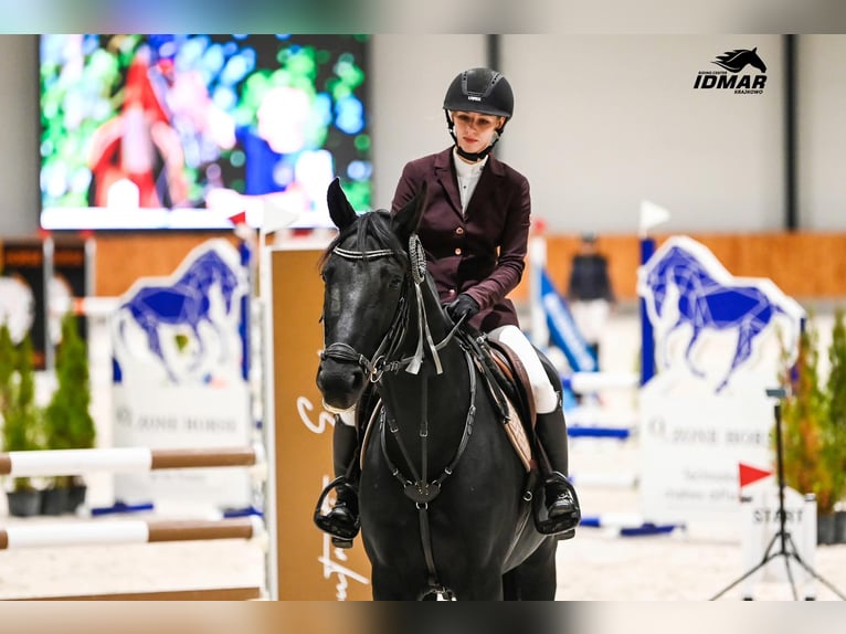 Polski koń szlachetny półkrwi Klacz 7 lat 164 cm Kara in Budzy&#x144;
