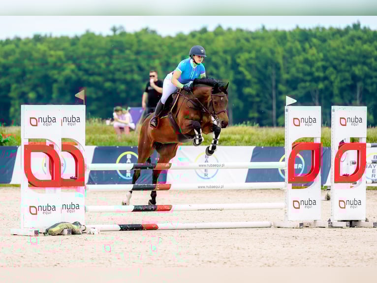 Polski koń szlachetny półkrwi Klacz 8 lat 158 cm Gniada in Krasiej&#xF3;wGrodziec