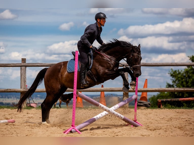 Polski koń szlachetny półkrwi Klacz 8 lat 162 cm Kara in Lutomia Górna