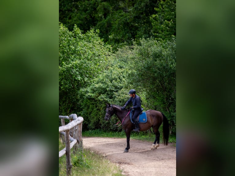 Polski koń szlachetny półkrwi Klacz 8 lat 162 cm Kara in Lutomia Górna