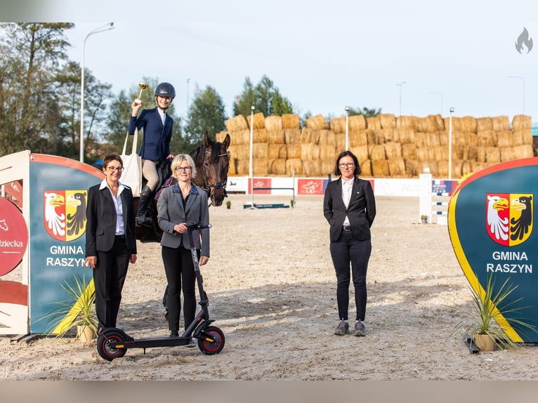 Polski koń szlachetny półkrwi Klacz 8 lat 165 cm Gniada in Koluszki