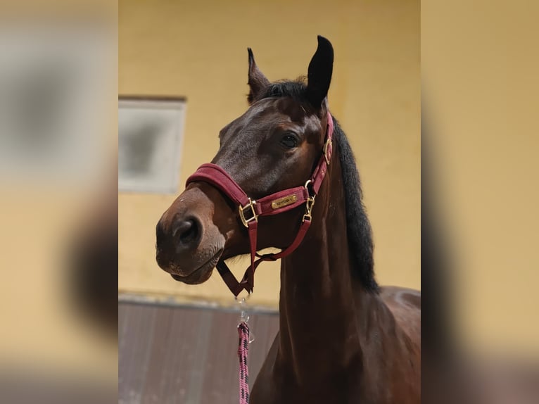 Polski koń szlachetny półkrwi Klacz 8 lat 167 cm Ciemnogniada in Wrocław