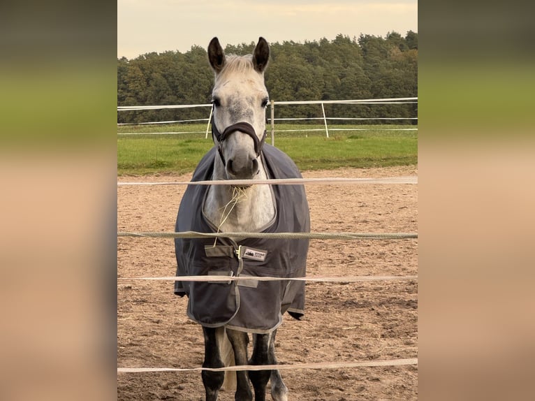 Polski koń szlachetny półkrwi Klacz 9 lat 160 cm Siwa jabłkowita in NahrendorfNahrendorf