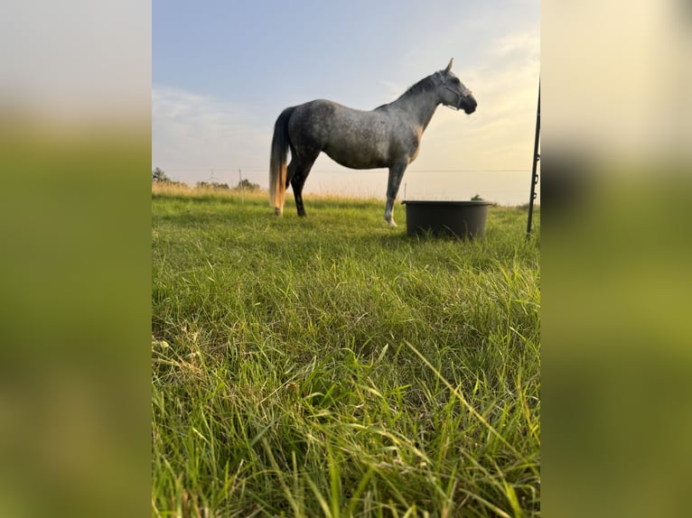 Polski koń szlachetny półkrwi Klacz 9 lat 161 cm  in Merseburg