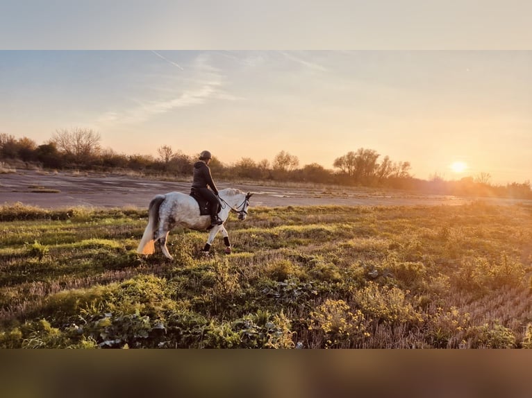 Polski koń szlachetny półkrwi Klacz 9 lat 161 cm  in Merseburg