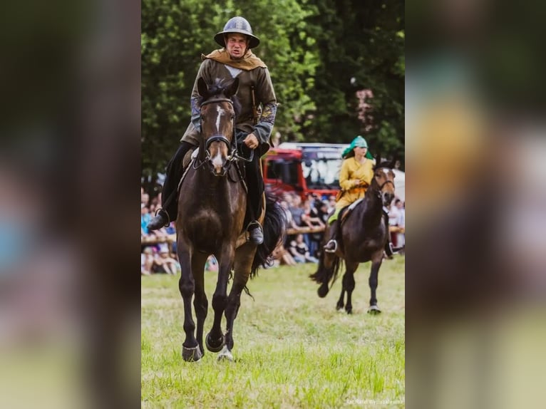 Polski koń szlachetny półkrwi Klacz 9 lat 170 cm Ciemnogniada in Gorlitz
