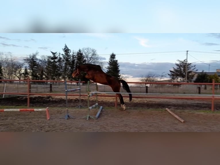 Polski koń szlachetny półkrwi Klacz 9 lat 170 cm Gniada in Lipinki