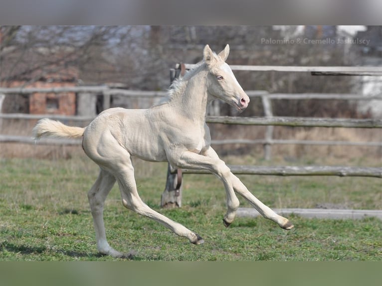 Polski koń szlachetny półkrwi Klacz  165 cm Cremello in Piecowice