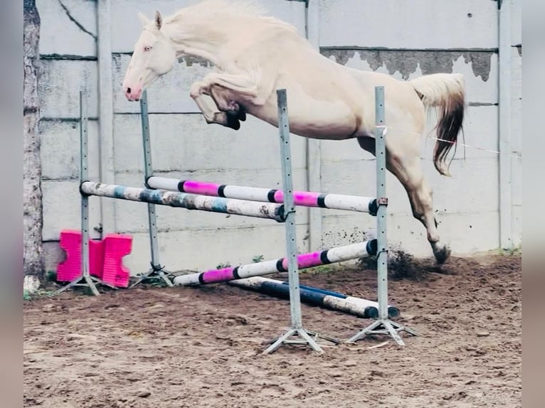 Polski koń szlachetny półkrwi Klacz  165 cm Cremello in Piecowice