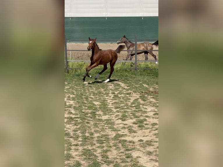 Polski koń szlachetny półkrwi Klacz Źrebak (05/2025) 167 cm Gniada in Nied&#x17A;wied&#x17A;