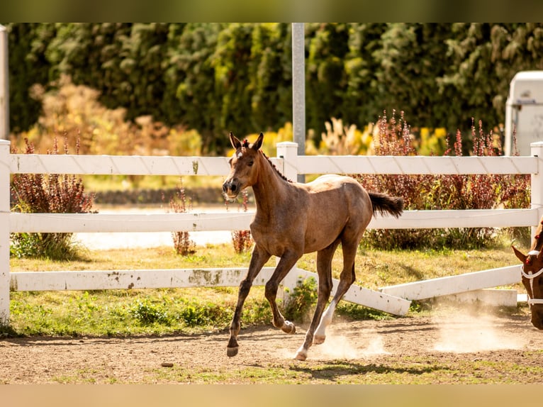 Polski koń szlachetny półkrwi Klacz Źrebak (04/2025) Siwa in Pszczyna