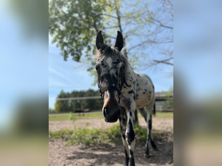 Polski koń szlachetny półkrwi Ogier 1 Rok 168 cm Tarantowata in Skaryszew
