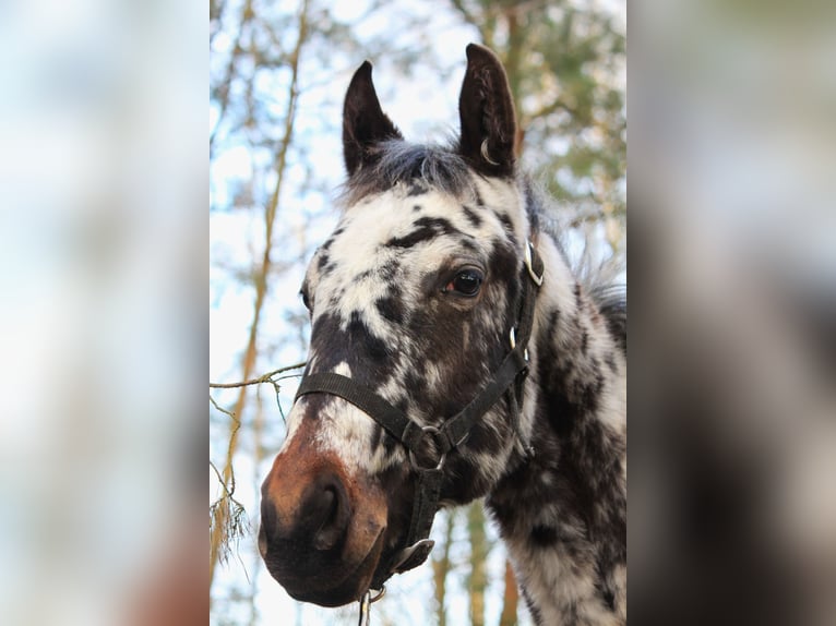 Polski koń szlachetny półkrwi Ogier 1 Rok 168 cm Tarantowata in Skaryszew