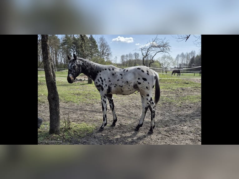 Polski koń szlachetny półkrwi Ogier 1 Rok 168 cm Tarantowata in Skaryszew