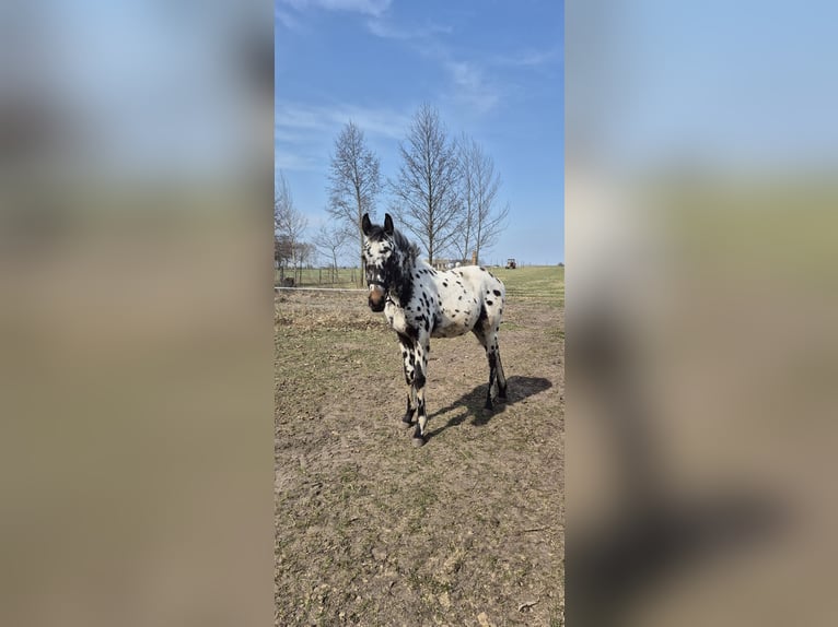 Polski koń szlachetny półkrwi Ogier 1 Rok 168 cm Tarantowata in Skaryszew