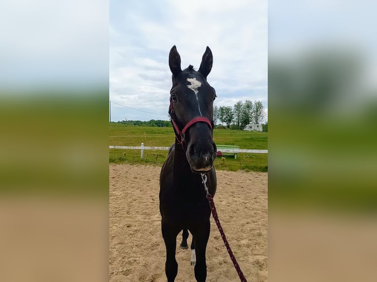 Polski koń szlachetny półkrwi Ogier 2 lat Kara in Przyby&#x142;owo