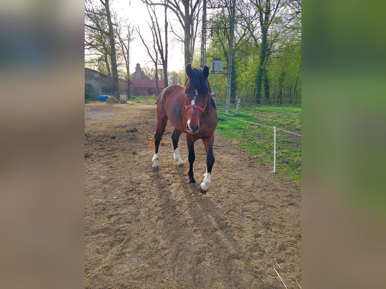 Polski koń szlachetny półkrwi Ogier 3 lat 164 cm Skarogniada in Wielichowo