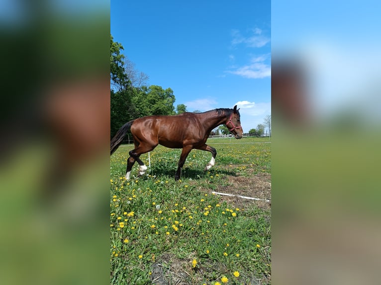Polski koń szlachetny półkrwi Ogier 3 lat 164 cm Skarogniada in Wielichowo