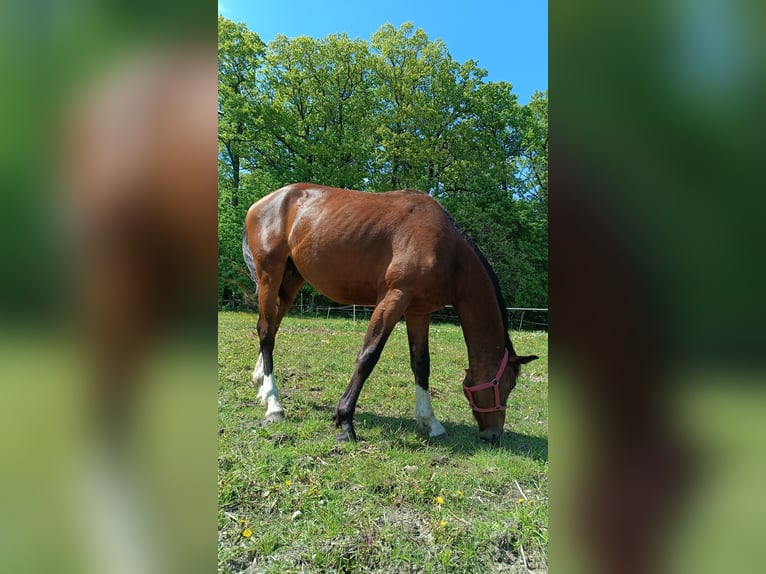 Polski koń szlachetny półkrwi Ogier 3 lat 164 cm Skarogniada in Wielichowo