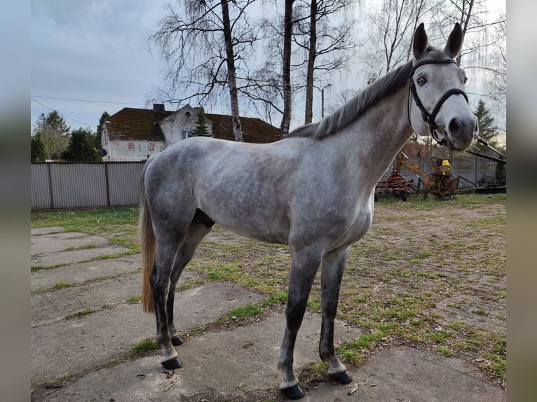 Polski koń szlachetny półkrwi Ogier 4 lat 167 cm Siwa in Lękwica