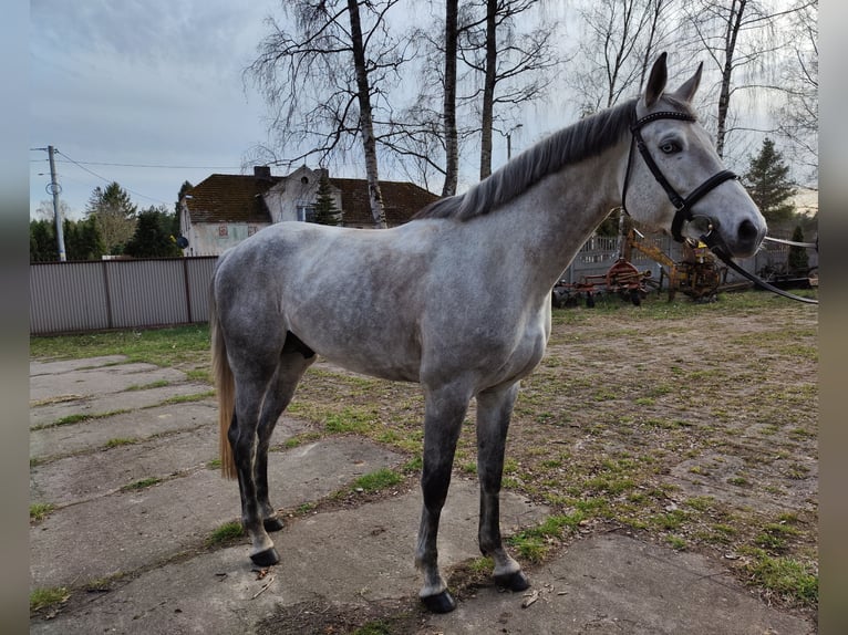 Polski koń szlachetny półkrwi Ogier 4 lat 167 cm Siwa in Lękwica