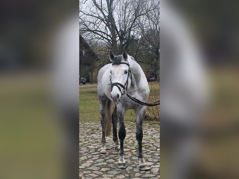 Polski koń szlachetny półkrwi Ogier 4 lat 167 cm Siwa in Lękwica