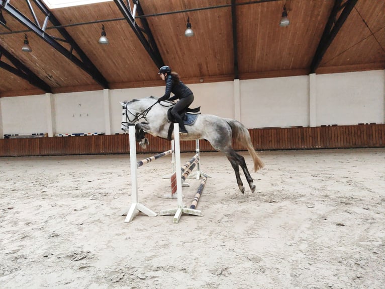 Polski koń szlachetny półkrwi Ogier 4 lat 167 cm Siwa in Lękwica