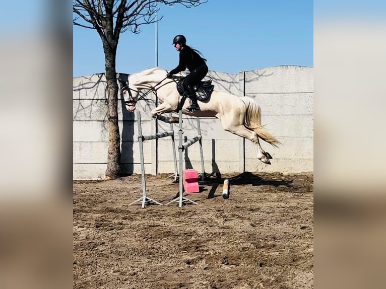 Polski koń szlachetny półkrwi Ogier Cremello in Piecowice