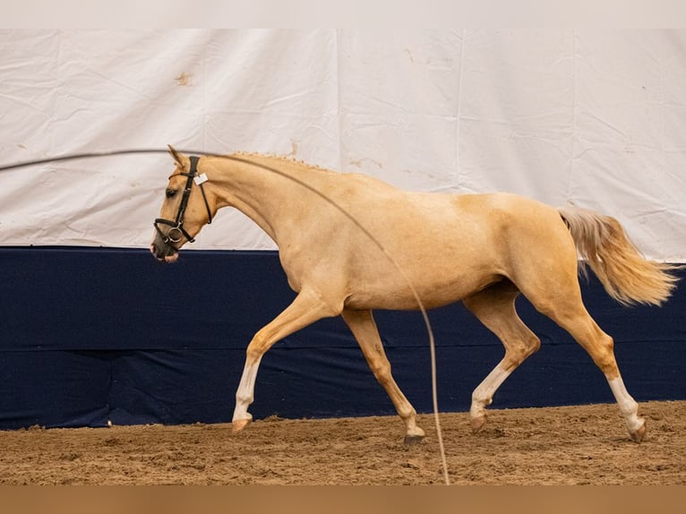 Polski koń szlachetny półkrwi Ogier  167 cm Izabelowata in piecowice