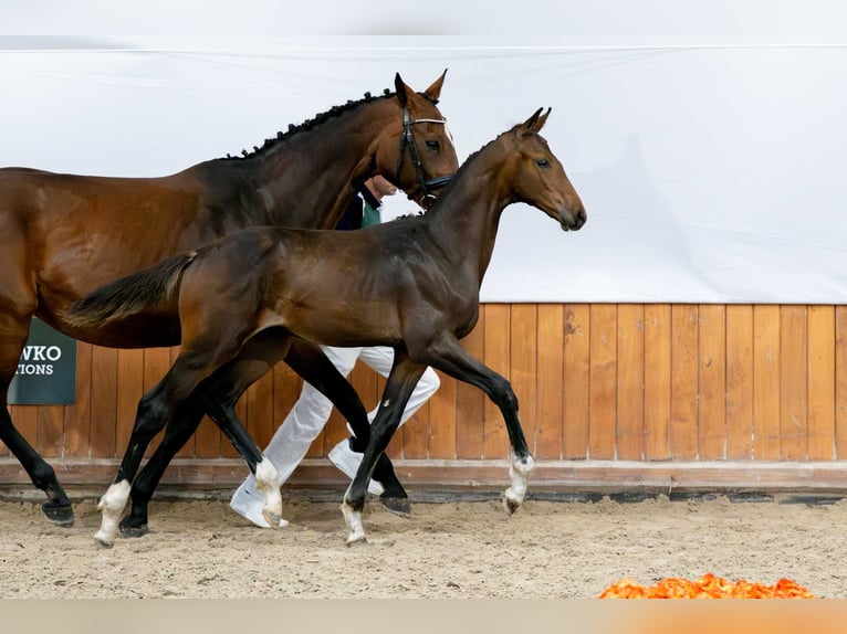 Polski koń szlachetny półkrwi Ogier Źrebak (03/2025) in Babor&#xF3;wko