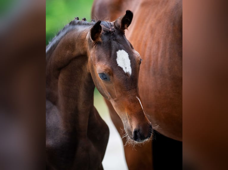 Polski koń szlachetny półkrwi Ogier Źrebak (03/2025) in Babor&#xF3;wko