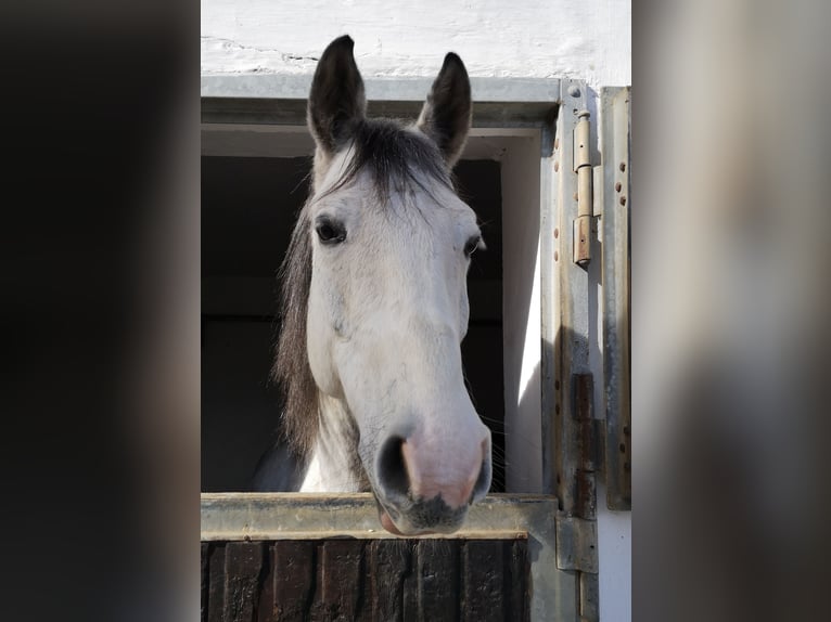 Polski koń szlachetny półkrwi Wałach 10 lat 150 cm Siwa in Burglengenfeld