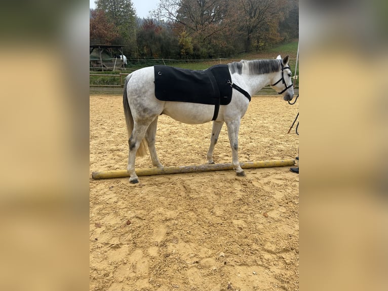 Polski koń szlachetny półkrwi Wałach 10 lat 150 cm Siwa in Burglengenfeld