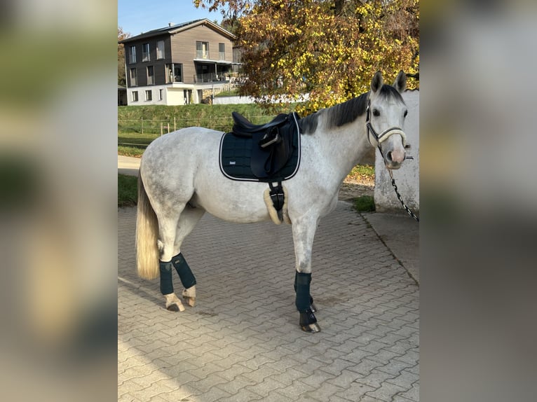 Polski koń szlachetny półkrwi Wałach 10 lat 150 cm Siwa in Burglengenfeld