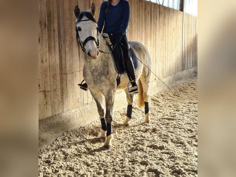 Polski koń szlachetny półkrwi Wałach 10 lat 150 cm Siwa in Burglengenfeld