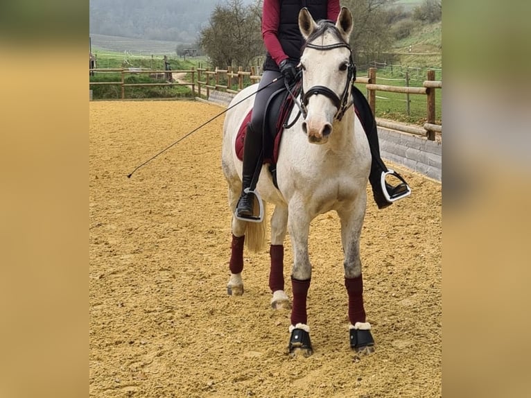 Polski koń szlachetny półkrwi Wałach 10 lat 150 cm Siwa in Burglengenfeld
