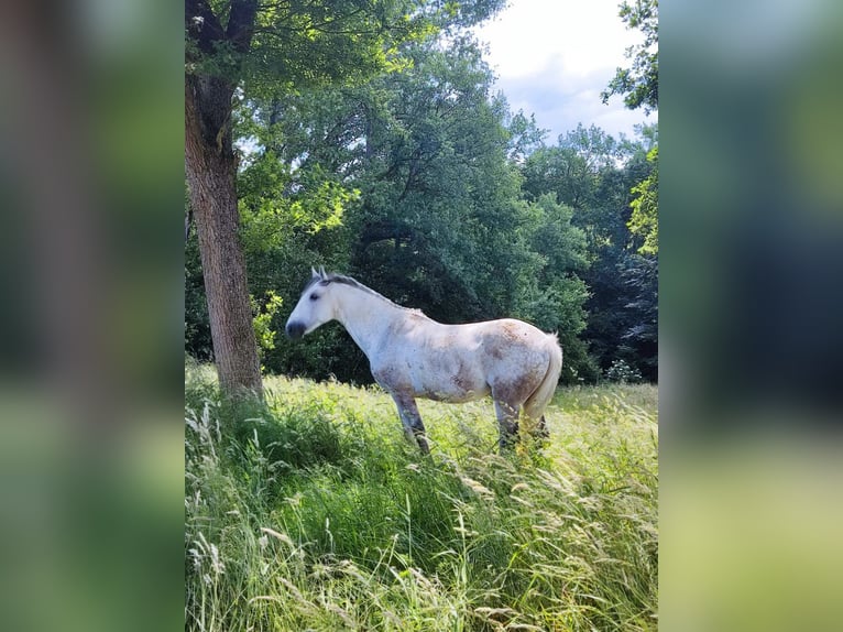 Polski koń szlachetny półkrwi Mix Wałach 10 lat 155 cm Siwa in Kördorf