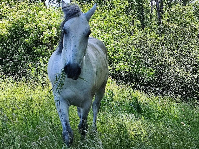 Polski koń szlachetny półkrwi Mix Wałach 10 lat 155 cm Siwa in Schönborn