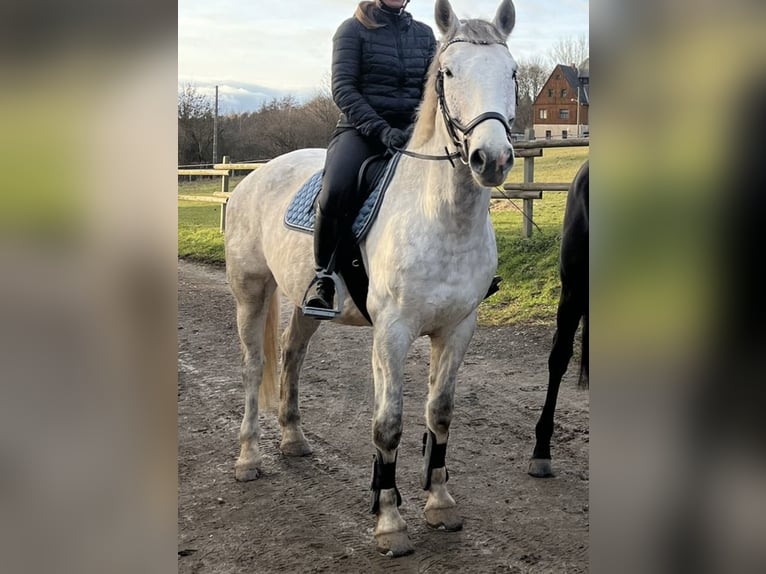 Polski koń szlachetny półkrwi Mix Wałach 10 lat 158 cm Siwa in Reichenbach