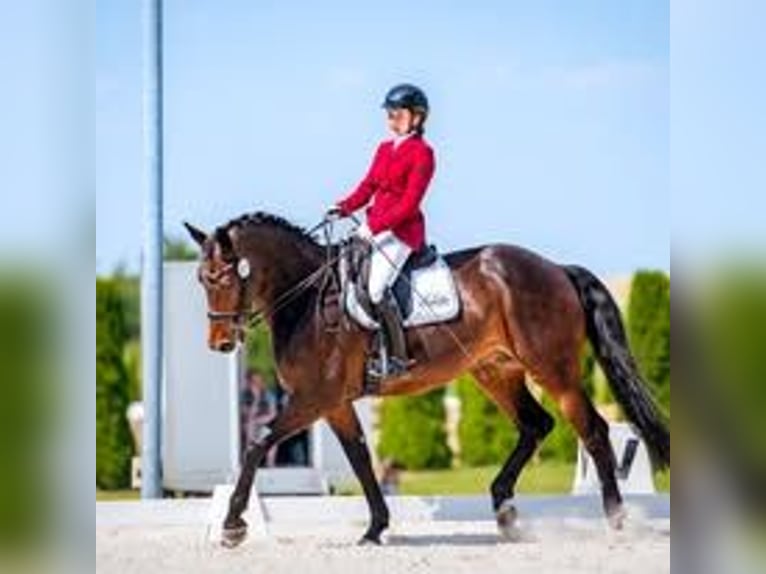 Polski koń szlachetny półkrwi Wałach 10 lat 165 cm Gniada in Kraków