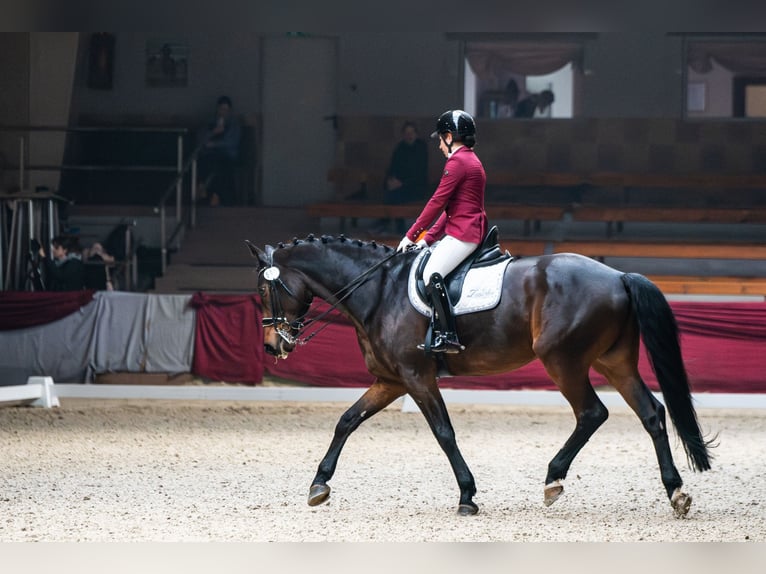 Polski koń szlachetny półkrwi Wałach 10 lat 165 cm Gniada in Kraków