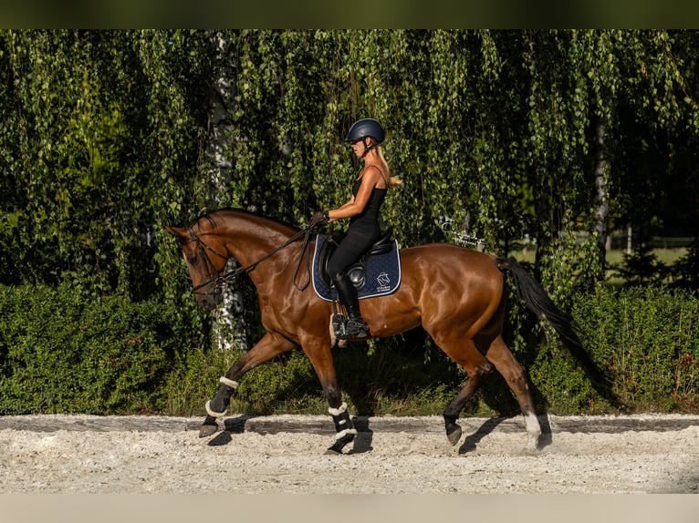 Polski koń szlachetny półkrwi Wałach 10 lat 167 cm Gniada in Kicin