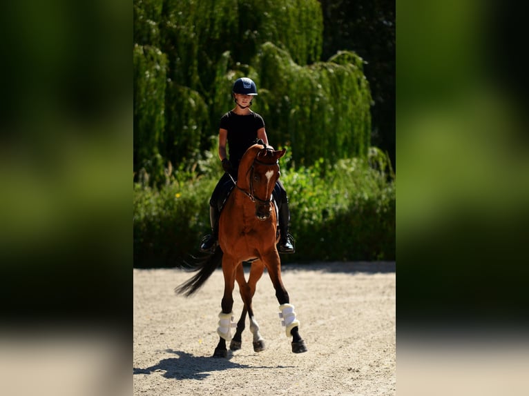Polski koń szlachetny półkrwi Wałach 10 lat 167 cm Gniada in Kicin