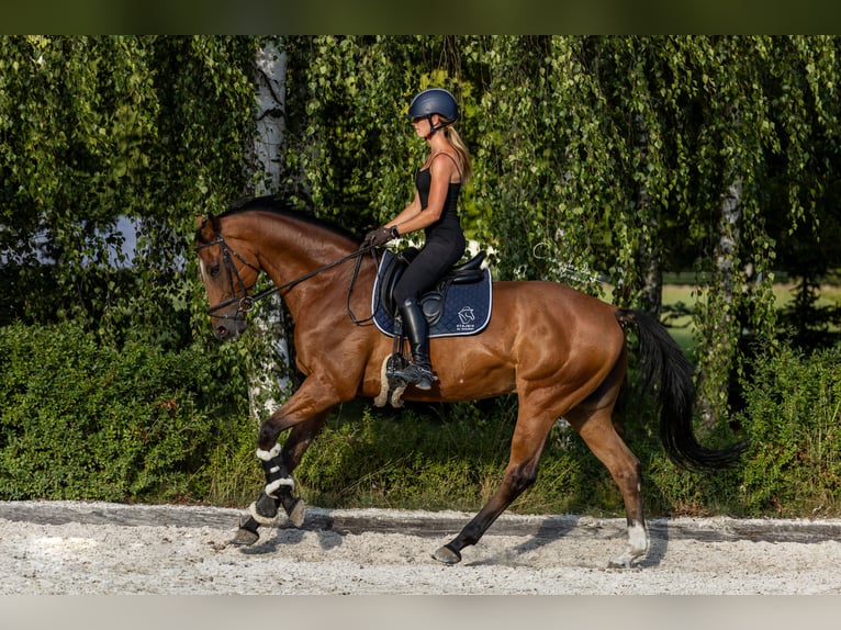 Polski koń szlachetny półkrwi Wałach 10 lat 167 cm Gniada in Kicin