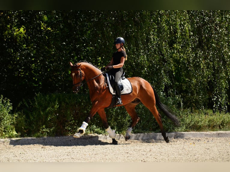 Polski koń szlachetny półkrwi Wałach 10 lat 167 cm Gniada in Kicin