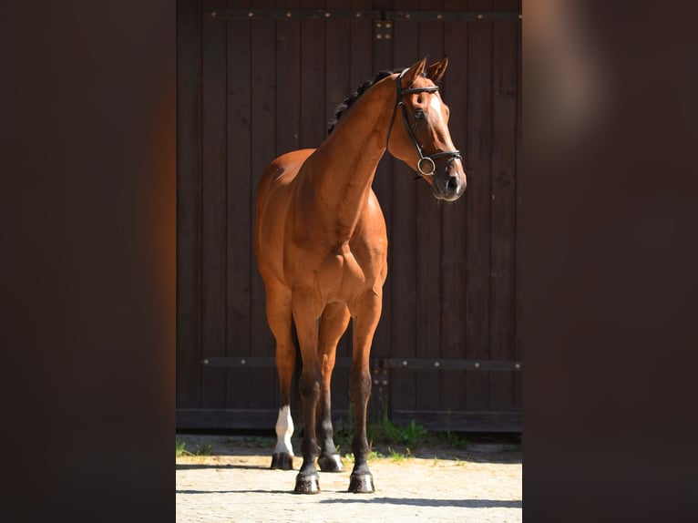 Polski koń szlachetny półkrwi Wałach 10 lat 167 cm Gniada in Kicin