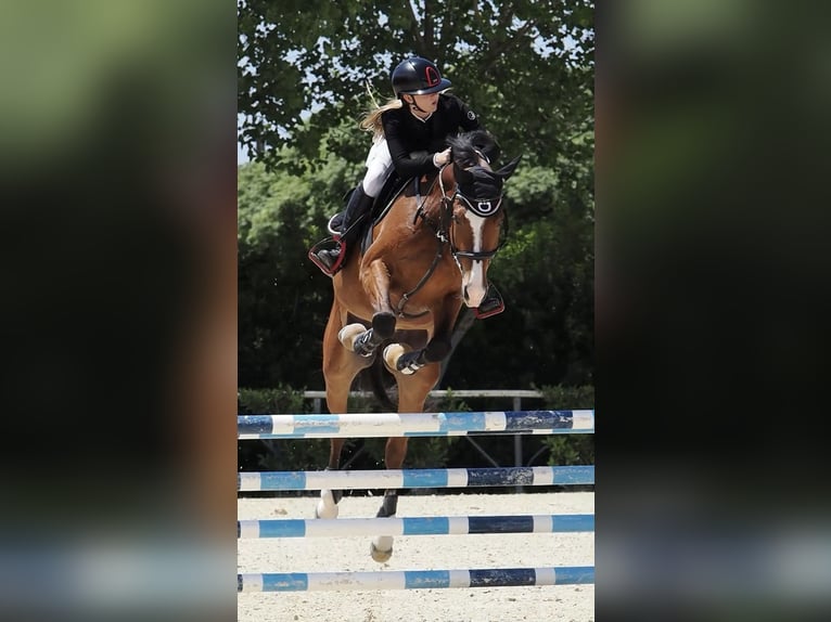 Polski koń szlachetny półkrwi Wałach 10 lat 169 cm Gniada in Fossignano